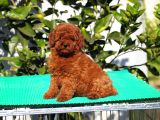 Toy Poodle Yavrular