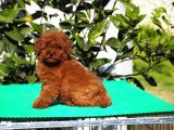 Toy Poodle yavrular