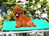 Toy Poodle Yavrular