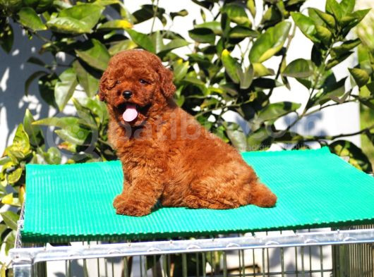 Toy Poodle Yavrular görsel