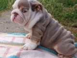 SİTENİN EN GÜZEL İNGİLİZ BULDOG BEBEKLERİ