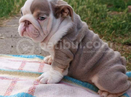 Si̇teni̇n En Güzel İngi̇li̇z Buldog Bebekleri̇