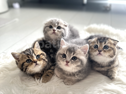 Safkan Scottish Fold-Straight Kardeşler İçin Yeni Yuva görsel