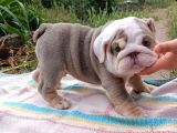 Si̇teni̇n En Güzel İngi̇li̇z Buldog Bebekleri̇