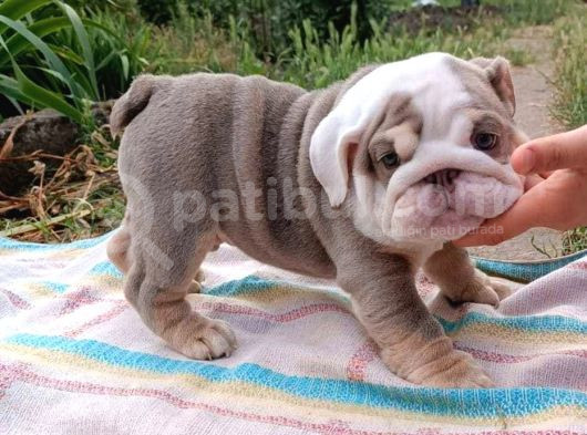 Si̇teni̇n En Güzel İngi̇li̇z Buldog Bebekleri̇ görsel
