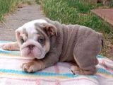 Si̇teni̇n En Güzel İngi̇li̇z Buldog Bebekleri̇