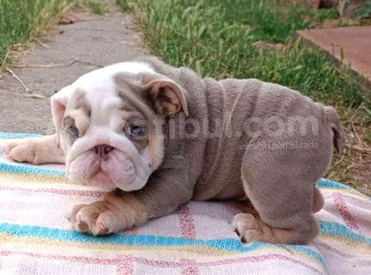 Si̇teni̇n En Güzel İngi̇li̇z Buldog Bebekleri̇ görsel