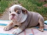 Si̇teni̇n En Güzel İngi̇li̇z Buldog Bebekleri̇