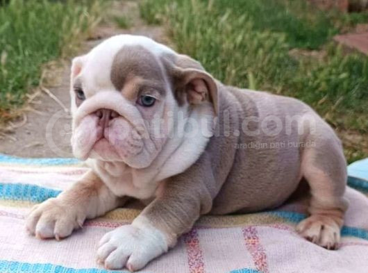 Si̇teni̇n En Güzel İngi̇li̇z Buldog Bebekleri̇ görsel
