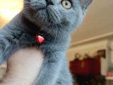 British Shorthair Di̇şi̇ Çok Güzel