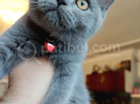 British Shorthair Di̇şi̇ Çok Güzel görsel