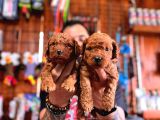 En Akıllı Apartman Köpeği A Secereli Toy Poodle
