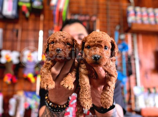 En Akıllı Apartman Köpeği A Secereli Toy Poodle görsel
