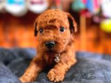 En Akıllı Apartman Köpeği A Secereli Toy Poodle
