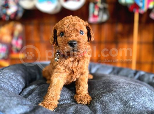 En Akıllı Apartman Köpeği A Secereli Toy Poodle görsel