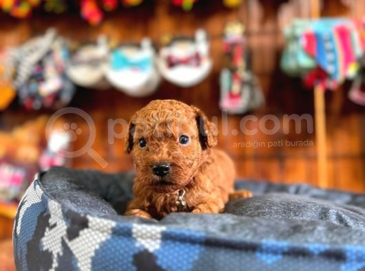 En Akıllı Apartman Köpeği A Secereli Toy Poodle görsel