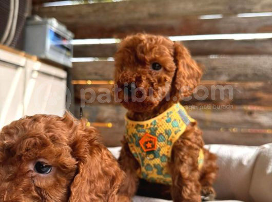 En Akıllı Apartman Köpeği A Secereli Toy Poodle görsel