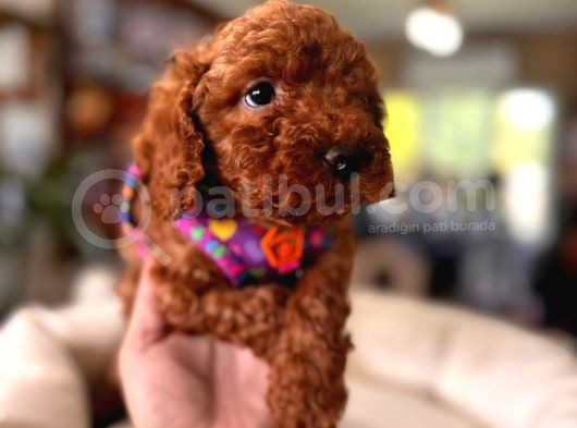 En Akıllı Apartman Köpeği A Secereli Toy Poodle
