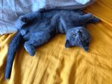Safkan British Shorthair Bebek Yeni Yuvasını Arıyor