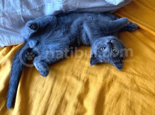 Safkan British Shorthair Bebek Yeni Yuvasını Arıyor görsel
