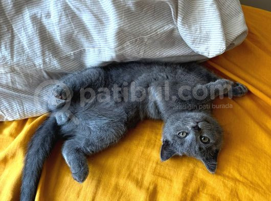 Safkan British Shorthair Bebek Yeni Yuvasını Arıyor görsel