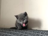Safkan British Shorthair Bebek Yeni Yuvasını Arıyor