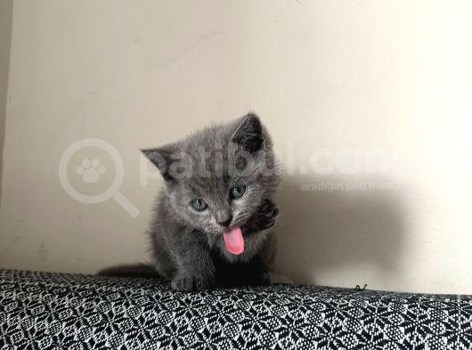 Safkan British Shorthair Bebek Yeni Yuvasını Arıyor görsel