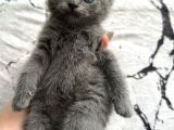 Safkan British Shorthair Bebek Yeni Yuvasını Arıyor