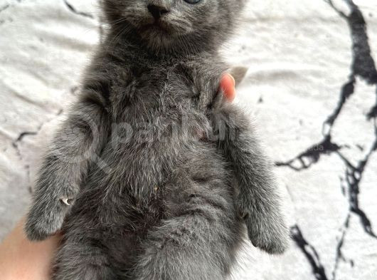Safkan British Shorthair Bebek Yeni Yuvasını Arıyor görsel