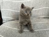Safkan British Shorthair Bebek Yeni Yuvasını Arıyor