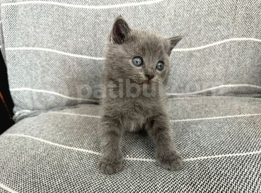 Safkan British Shorthair Bebek Yeni Yuvasını Arıyor