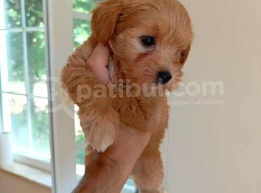 Malti̇poo Bebekler Hazir