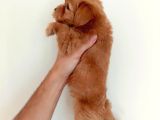 Malti̇poo Bebekler Hazir