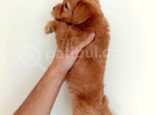 Malti̇poo Bebekler Hazir görsel