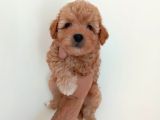 Malti̇poo Bebekler Hazir