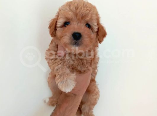 Malti̇poo Bebekler Hazir görsel