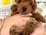 TOY POODLE KORE  DİŞİ YAVRUMUZ