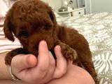 Toy Poodle Kore  Di̇şi̇ Yavrumuz