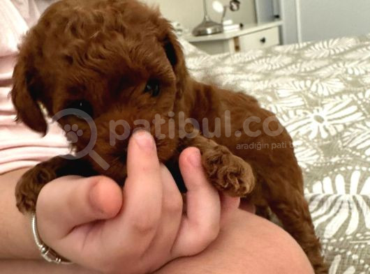 Toy Poodle Kore  Di̇şi̇ Yavrumuz görsel