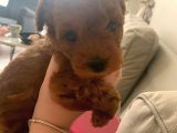 Toy Poodle Kore  Di̇şi̇ Yavrumuz
