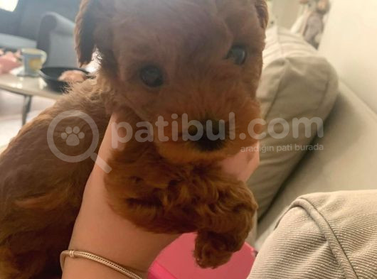 Toy Poodle Kore  Di̇şi̇ Yavrumuz görsel