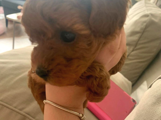 Toy Poodle Kore  Di̇şi̇ Yavrumuz görsel