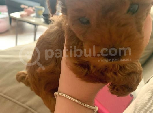 Toy Poodle Kore  Di̇şi̇ Yavrumuz görsel