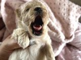 Mini Mini Maltipoo Bebekler