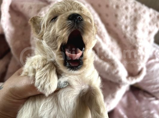 Mini Mini Maltipoo Bebekler görsel