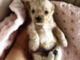 Mini Mini Maltipoo Bebekler