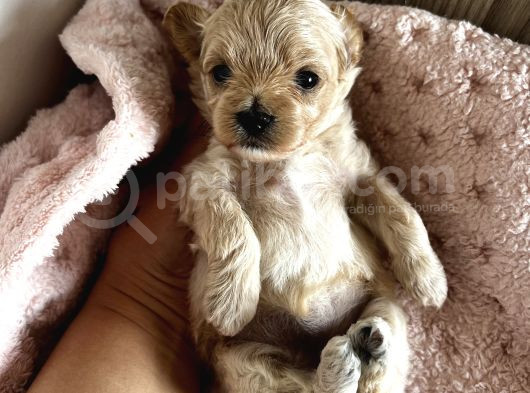 Mini Mini Maltipoo Bebekler görsel