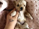 Mini mini Maltipoo bebekler