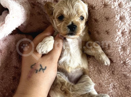 Mini Mini Maltipoo Bebekler
