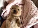 Mini Mini Maltipoo Bebekler